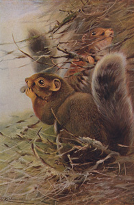 Paul's Squirrel